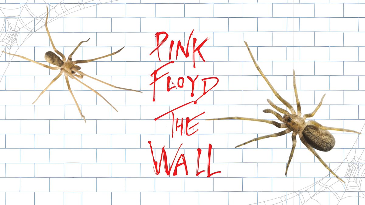 Pensoft's tweet image. 🎸🕸️Scientists have discovered a new species of wall-dwelling #spider, 𝘗𝘪𝘬𝘦𝘭𝘪𝘯𝘪𝘢 𝘧𝘭𝘰𝘺𝘥𝘮𝘶𝘳𝘢𝘳𝘪𝘢, named after @pinkfloyd, which lives in urban areas in Colombia.

⬇️Full blog post: blog.pensoft.net/2026/04/14/mee…

#taxonomy #arachnid #newspecies @Just_pinkfloyd