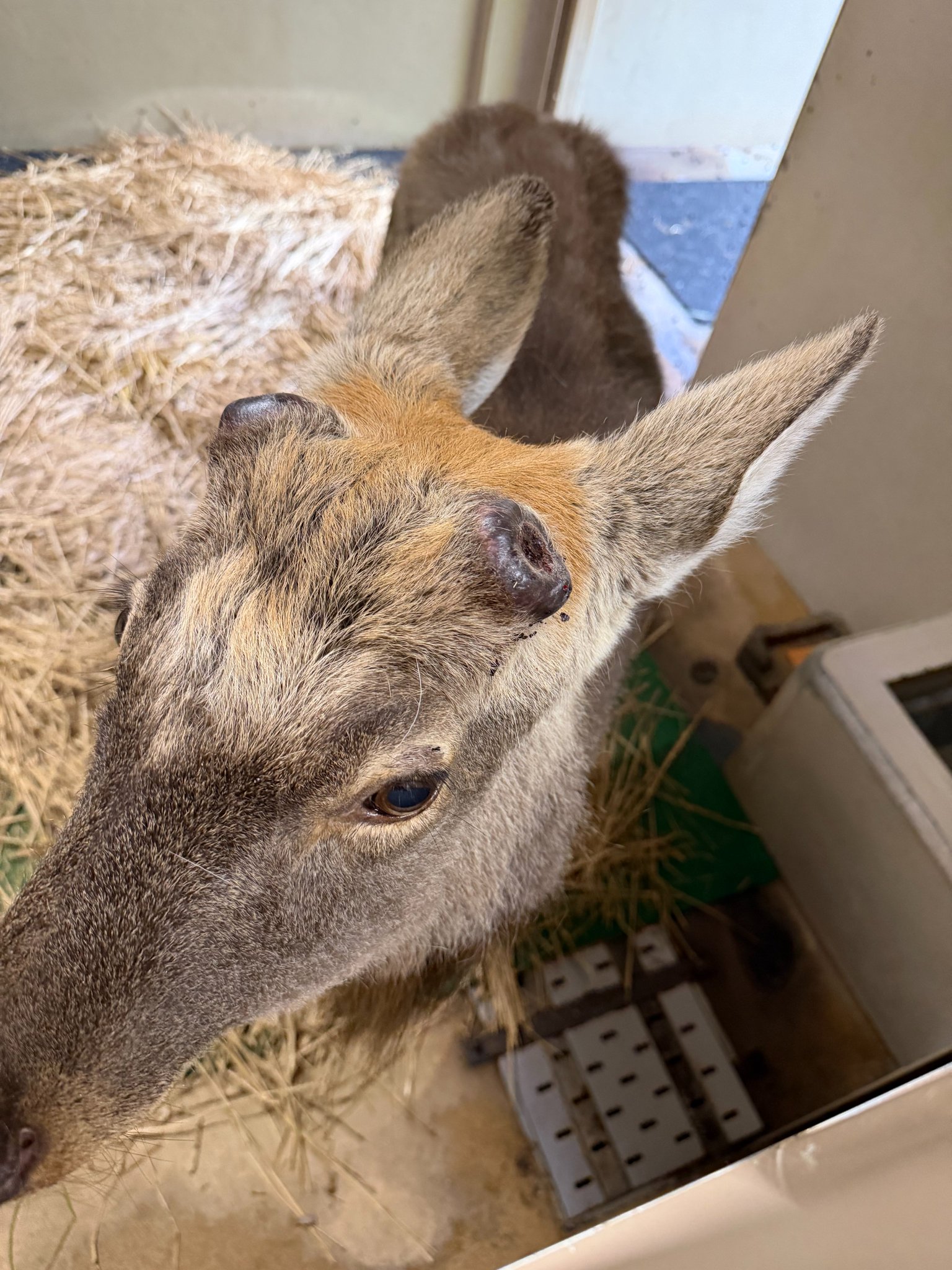 上野動物園［公式］ on X: 