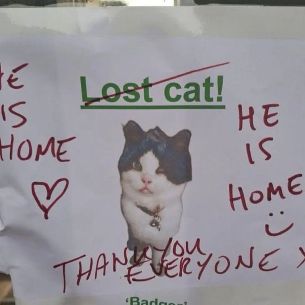 gatos fazendo gatices tweet media