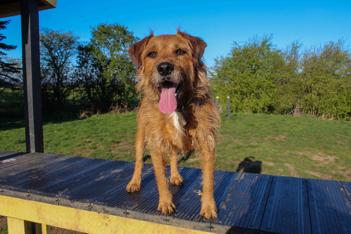 DT_Darlington's tweet image. We checked in with Ralphie this morning and he heard it was #TongueOutTuesday 👅

We couldn't decide which was his best pose so we thought we could just share them all with you 🤗

#DogsTrust #DogsTrustDarlington #Rescue #ToT #HappyBoy
