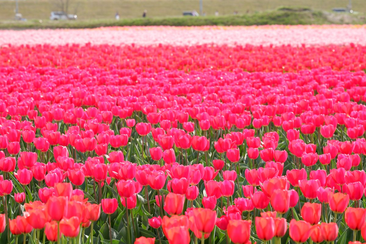 五泉市巣本のチューリップ🌷】 100万本のチューリップが見ごろを迎え