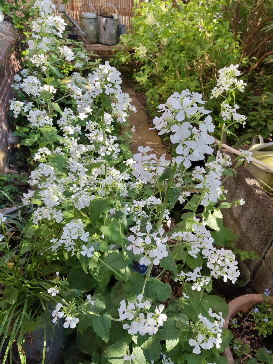 thuismusje's tweet photo. @peterhegi Mijn tuin op dit moment 🤍 het komt ook gewoon op tussen de steentjes. https://t.co/WmgqGVOhQ7