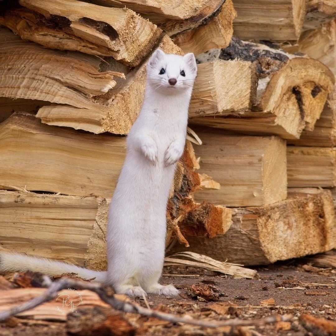 Carcajou Ghibelline tweet media