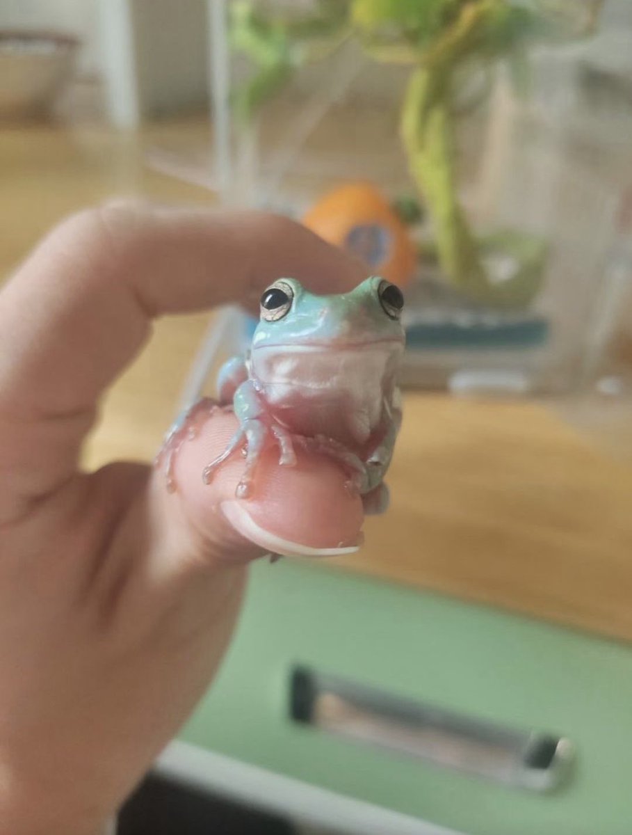 Cc_8bat's tweet photo. 🐱🐸 https://t.co/ogmNTCVhu7