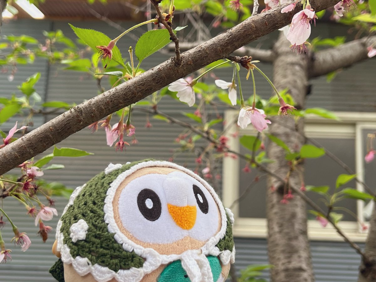 (oθo)🌸葉桜もふ〜！
