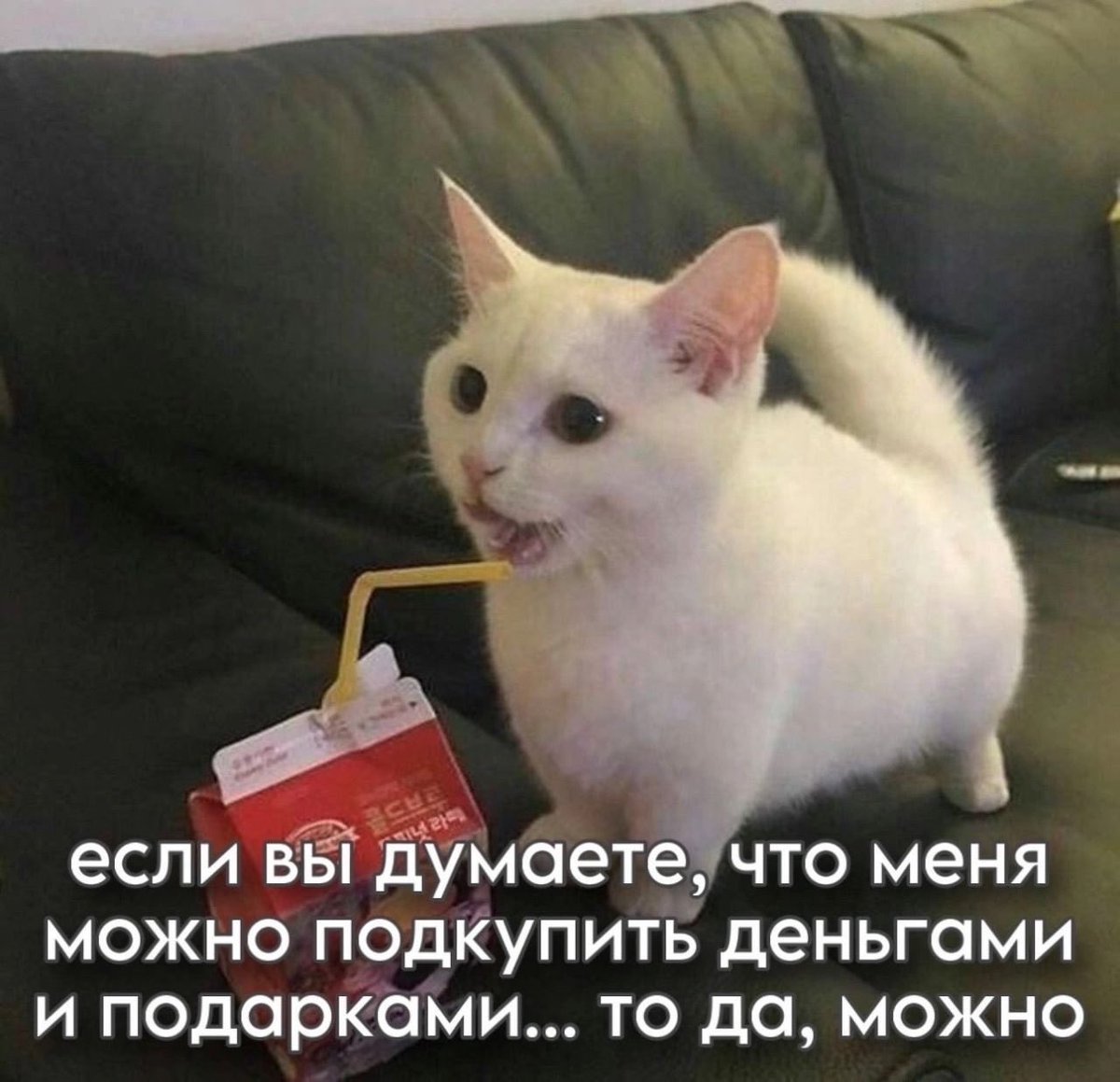 Пилот Ру tweet media