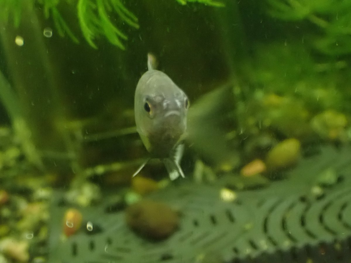 タがイ🟠も💉も百害あって一利なし tweet media