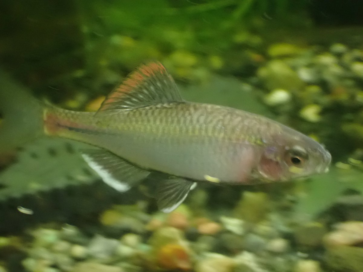 タがイ🟠も💉も百害あって一利なし tweet media