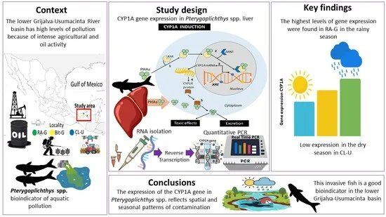 EcologiesMDPI's tweet photo. 🌊 How does #pollution really impact wild #catfish? The answer might surprise you! 🐟

👉 Discover the study: https://t.co/mpzu4YtfAY
 
#PolycyclicAromaticHydrocarbons #Pollution #Detoxification #LiverHealth #EnvironmentalResearch #WaterPollution #Toxicology #Ecotoxicology https://t.co/C0Crr3p0IY