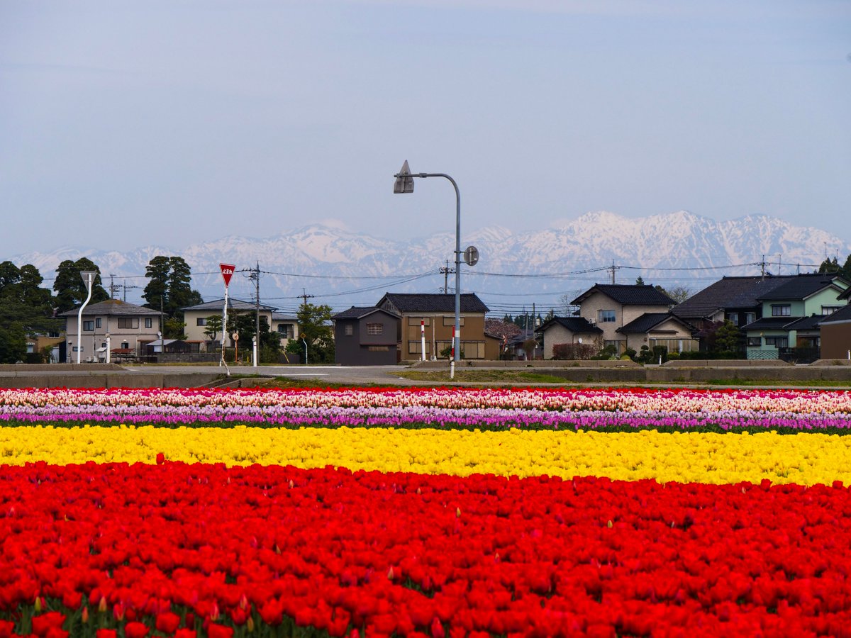 砺波市 tweet media