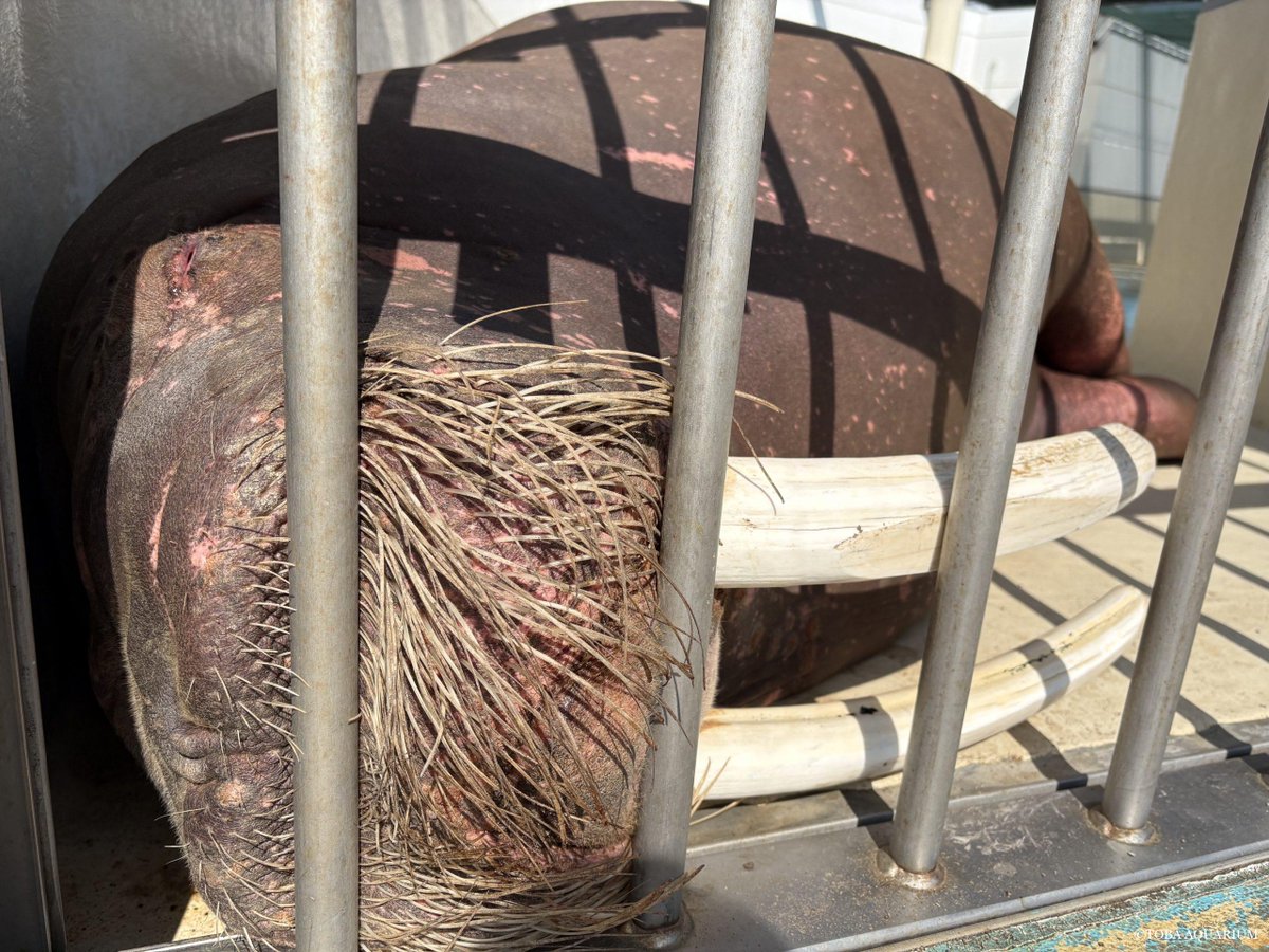 鳥羽水族館（TOBA AQUARIUM） tweet media