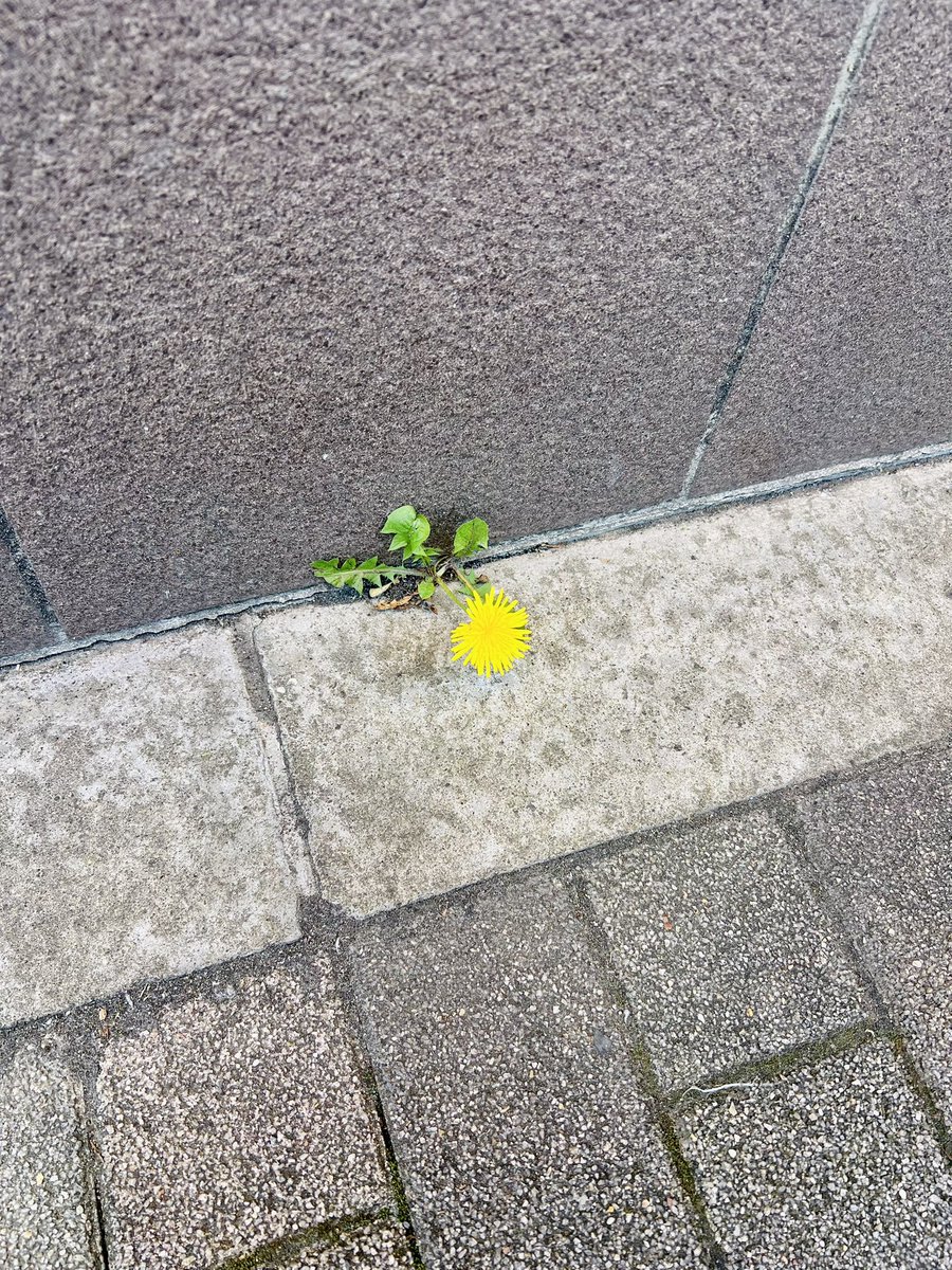 NANA (MAX) tweet media