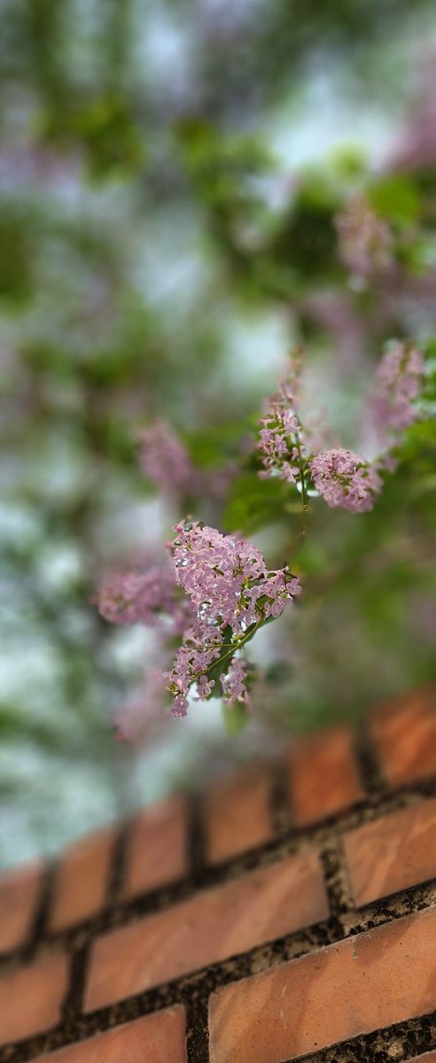 sunny🐶☕️⚘️ tweet media