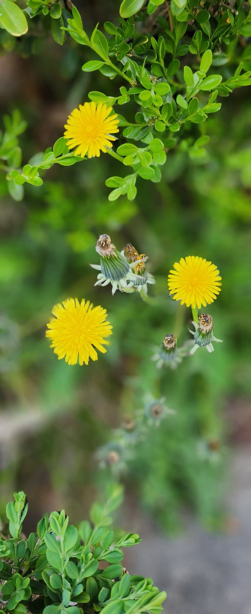 sunny🐶☕️⚘️ tweet media