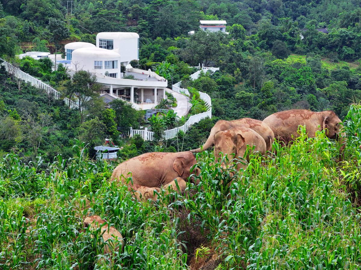 ChinaDaily's tweet image. ☕️ Learn to enjoy the daily grind more by crafting your own cup o'Joe — from picking the beans to pouring the cup. Watch as we spill the tea on China's #coffee capital and the amazing experiences awaiting the world's caffeine connoisseurs. #DailyGrind #Yunan #ChinaTravel