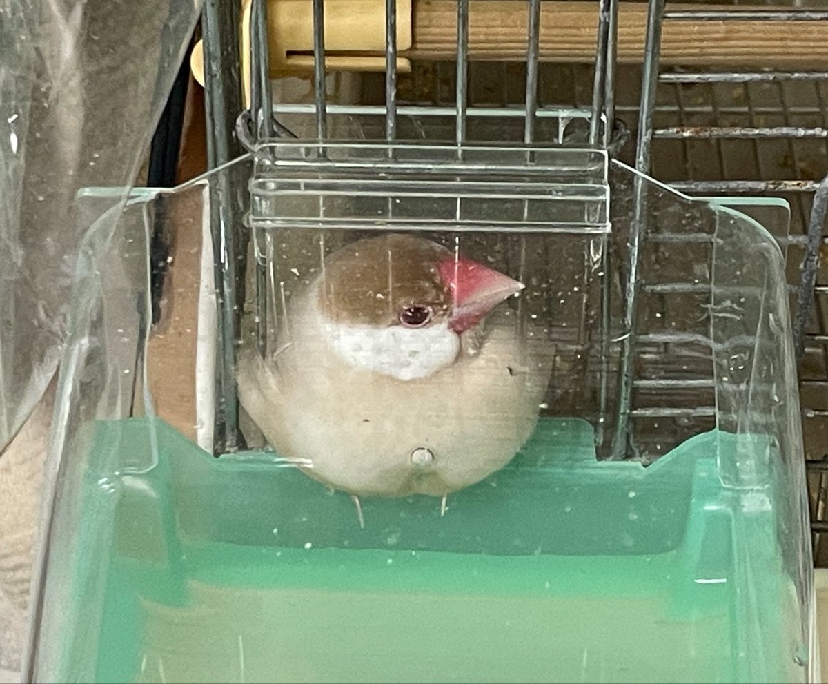 もちうめ tweet media