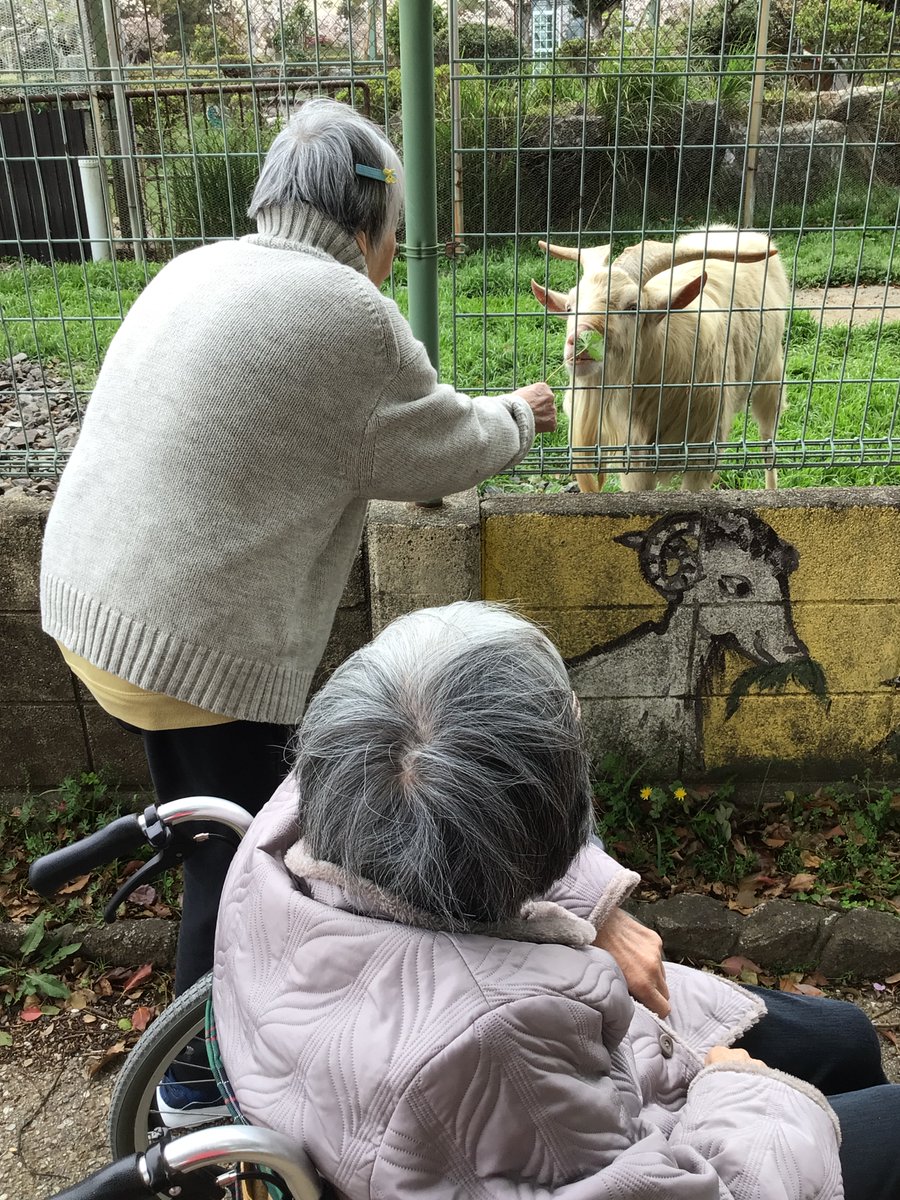 howagroup's tweet photo. 4月6日、あらしま苑にてお花見を実施しました。昼食にはお花見弁当をご用意し、午後は市民の森公園で満開の桜を鑑賞。やぎへの餌やりも楽しまれ、春らしい穏やかな時間を過ごしていただきました。今後も季節の行事を大切にしてまいります。 https://t.co/8lYJYAUpL0