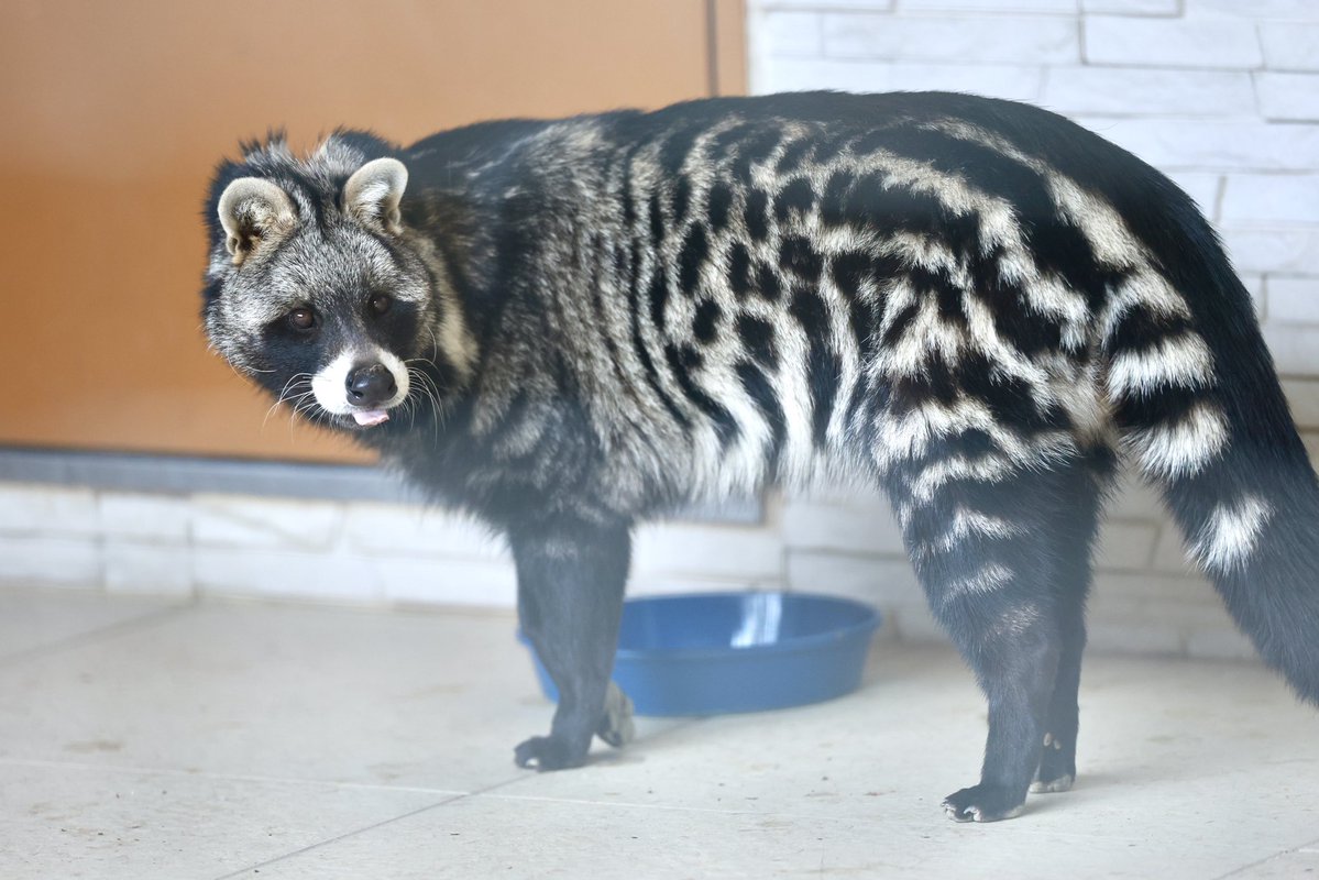 空白寺 tweet media