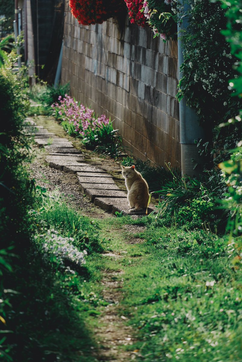 yosukewada / Libstems tweet media