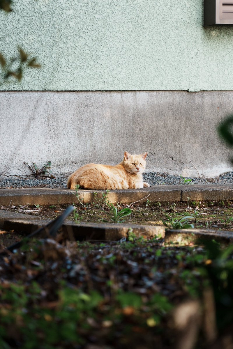 yosukewada / Libstems tweet media