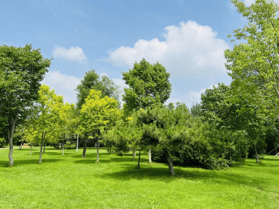 Synapsa Lab tweet media