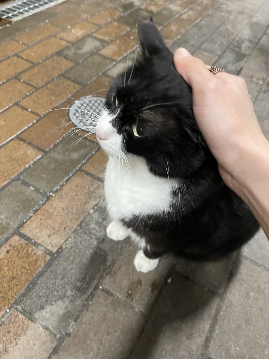 プチプチフジコ tweet media