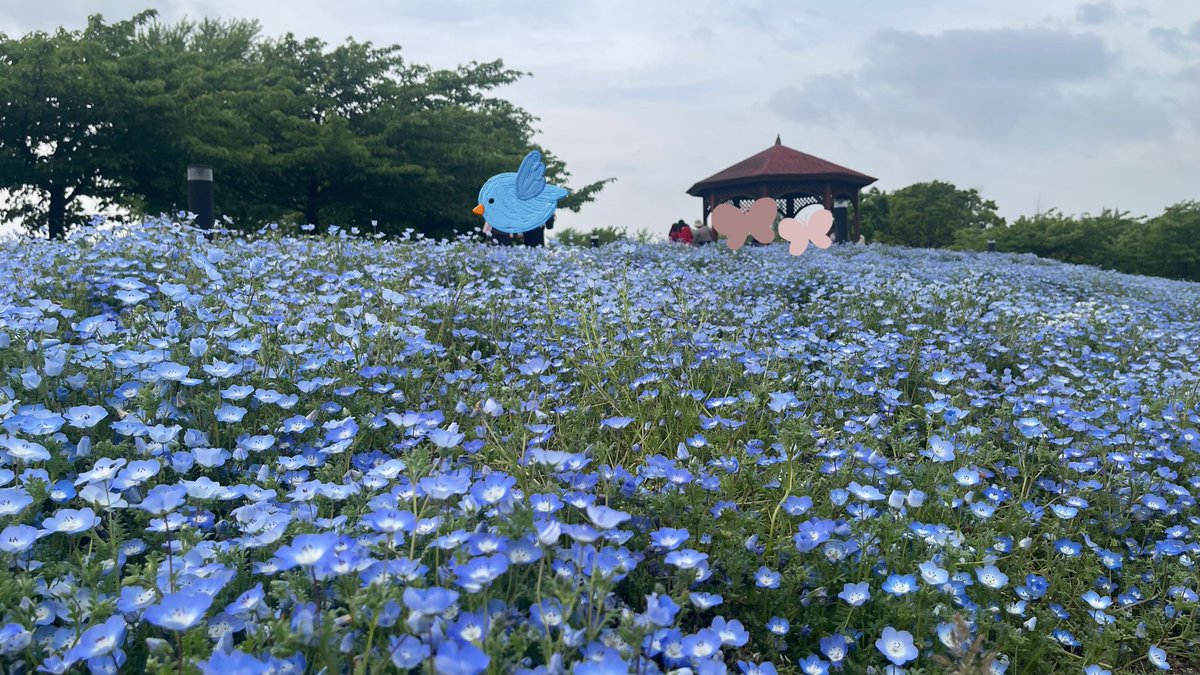 chiezodesu's tweet photo. 🐶とドライブ🚗💨 https://t.co/ogUotrp6w1