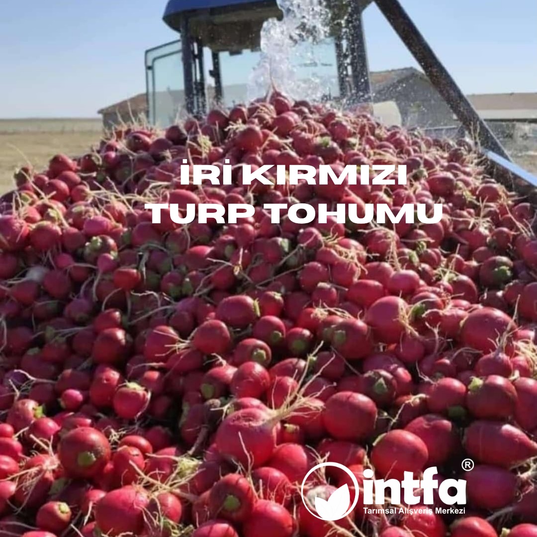 intfarming's tweet image. İri Kırmızı Turp Tohumu siparişi vermek veya detaylı bilgi almak için sizi sitemize bekleriz. 

intfarming.com/turp-tohumu/tu…

Kalite ve Güvenin vazgeçilmez adresi İNTFA Tarımsal Alışveriş Merkezi.

#tohum #tohumcu #tohumculuk #Turptohumu #irikırmızıturptohumu