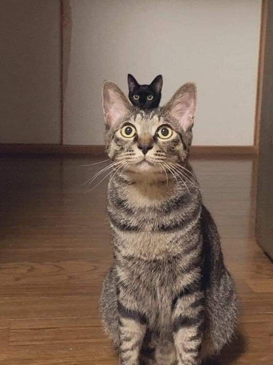 messagefromcats's tweet photo. me when the food bowl is empty 🐱🙀 https://t.co/94JW0c0WA4