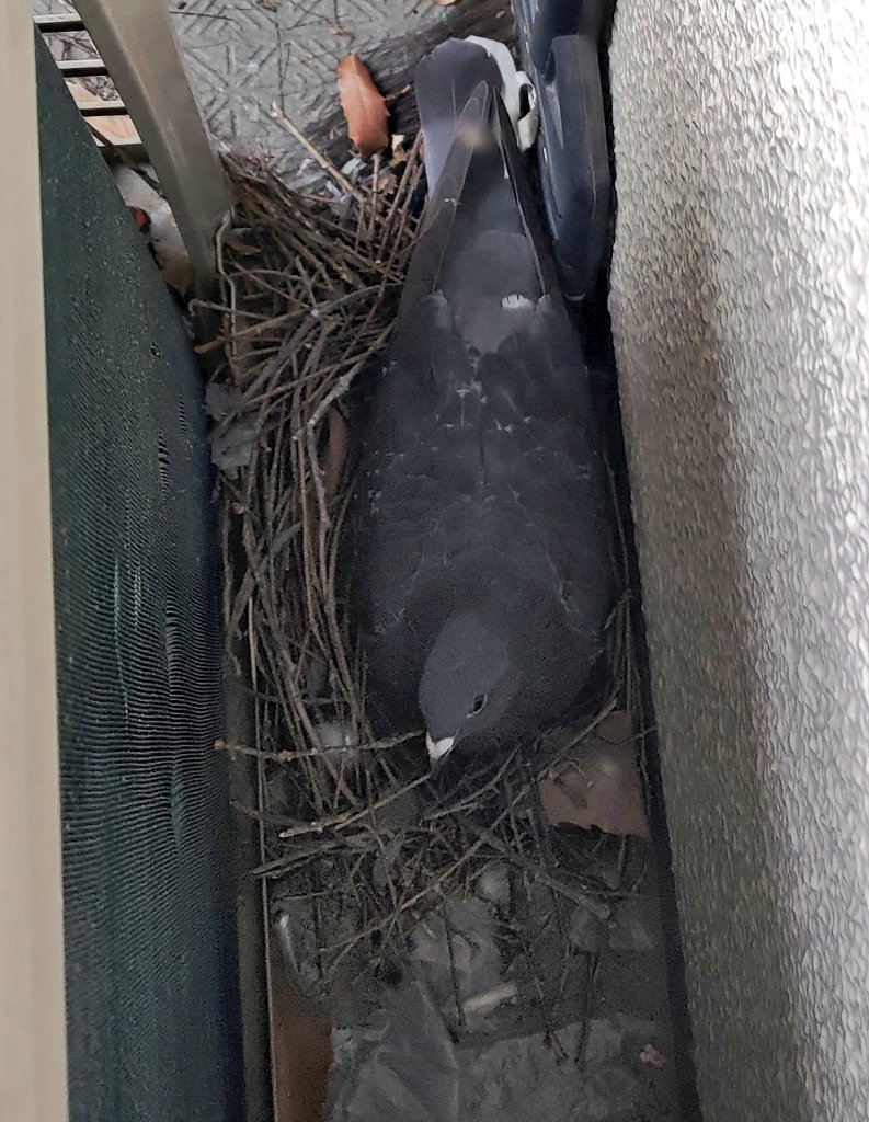 jinroox's tweet photo. ベランダの室外機の裏に新しい家族ができました https://t.co/0SRz911ZLn