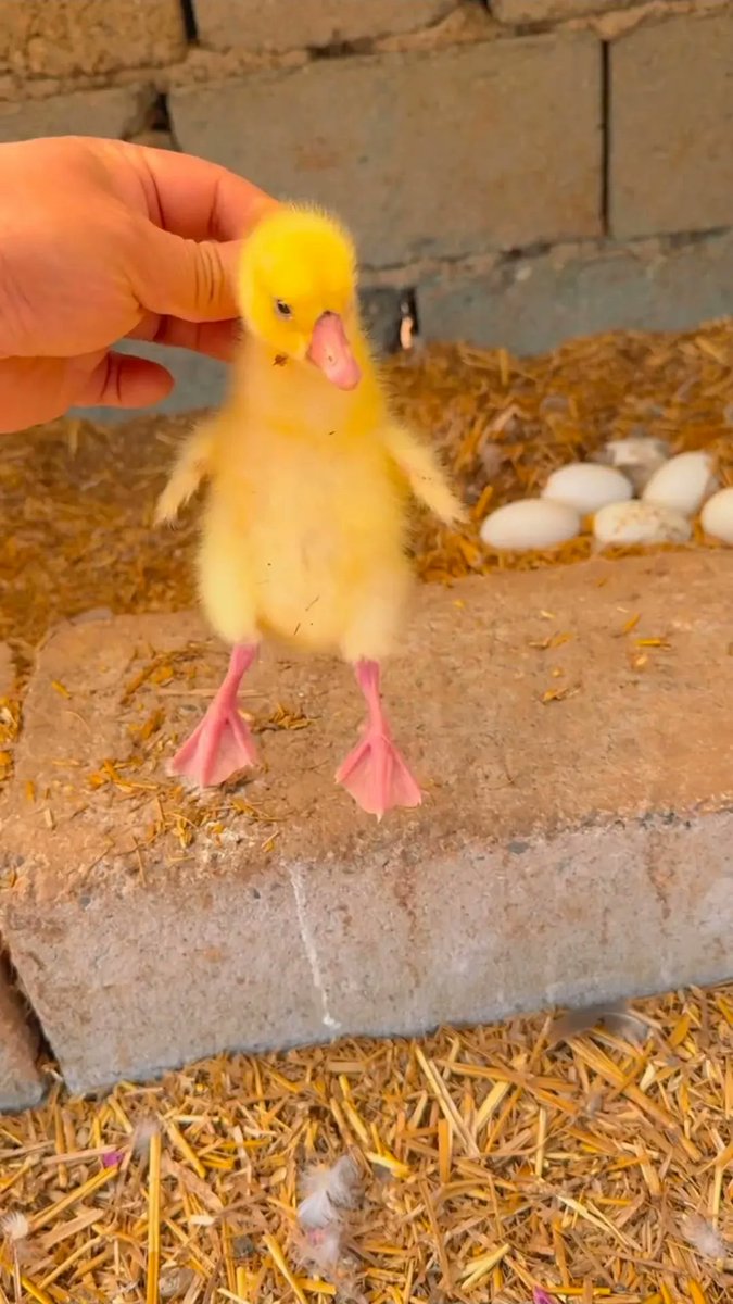 Edith🎠🎠🎠🎠🌍🌍🌍🌍Mrs Whiteman tweet media