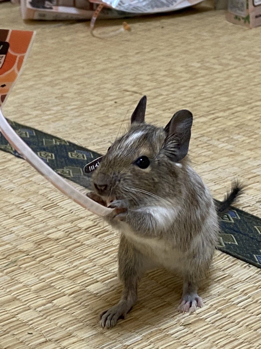 ぼくたくぼ tweet media
