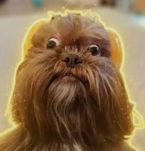 Cheesyfn7's tweet photo. This dog is breaking the internet for looking exactly like Chewbacca 🐶   With that wild fur, expressive eyes, and legendary “growl face,” this pup looks exactly like Chewbacca from Star Wars — and now it's going viral https://t.co/WP7Rmqcif6