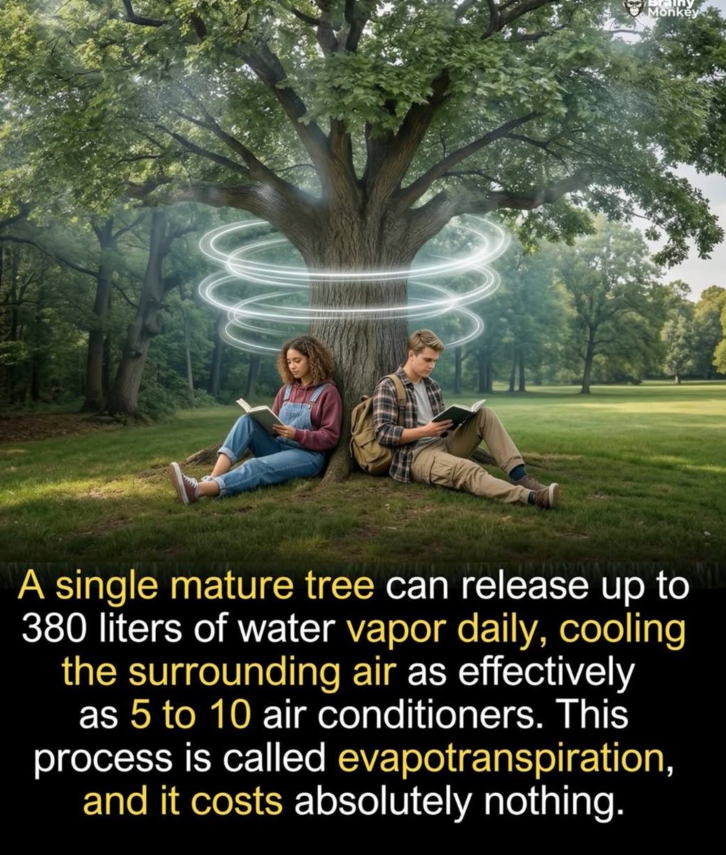 SubUrbanGrow's tweet image. #climatechange 
#permaculture 
#lowtech 
#FamilyResilience