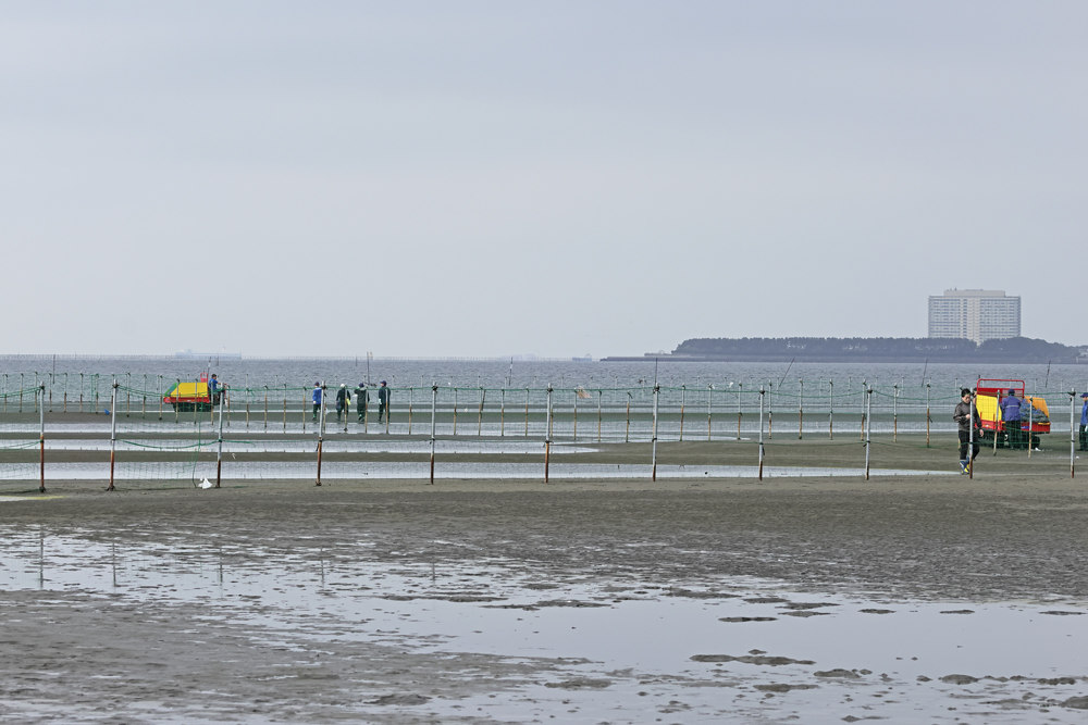 m3830mucbiglob1's tweet photo. ふなばし三番瀬海浜公園にアサリが撒かれたようです。 https://t.co/NtCDMOlxkm