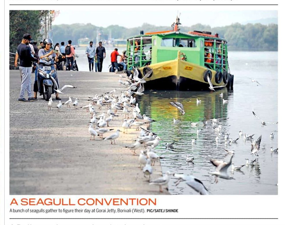 satejss's tweet image. A seagull convention...
A bunch of seagulls gather to figure their day at Gorai Jetty, Borivali (West).
#sundaymidday #dailydossier #satejshinde #seagull #goraijetty