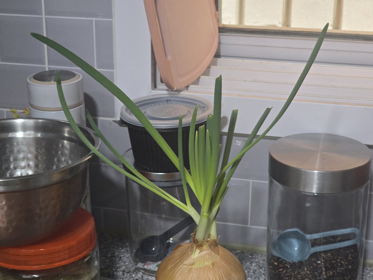 하데스돌깰때까지집에안간다 tweet media