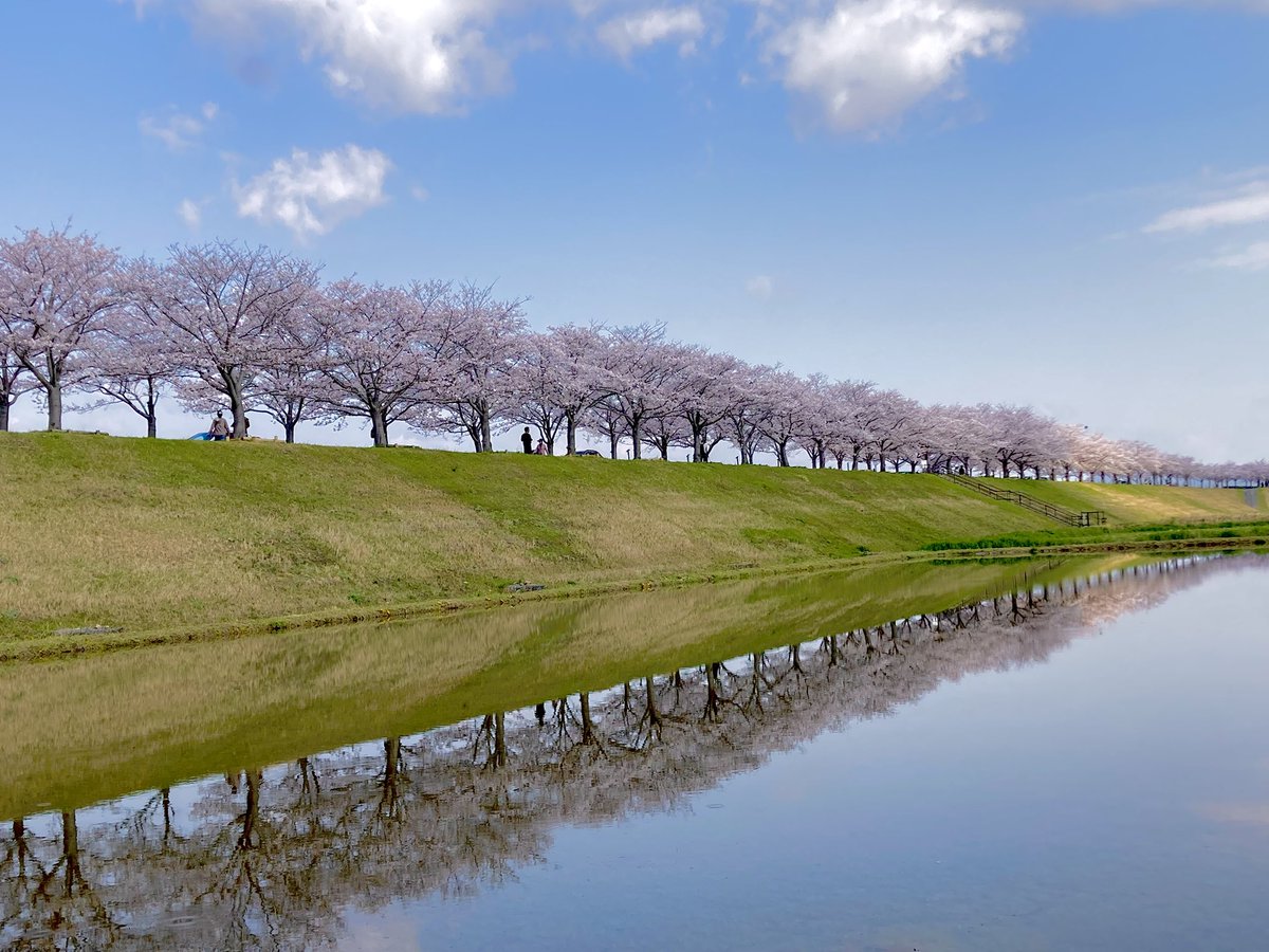 maroronsama's tweet photo. R8年度ベスト桜🌸

#大和文華館
#おの桜づつみ回廊
#姫路城
#粉河寺 https://t.co/ZpP54QtvBm