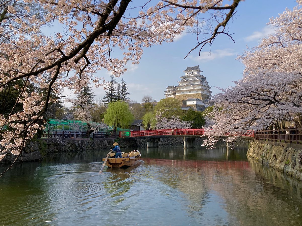 maroronsama's tweet photo. R8年度ベスト桜🌸

#大和文華館
#おの桜づつみ回廊
#姫路城
#粉河寺 https://t.co/ZpP54QtvBm