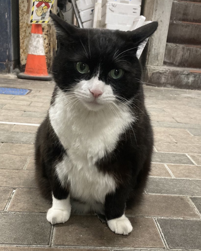 マタタビニャンニャ🖖 tweet media