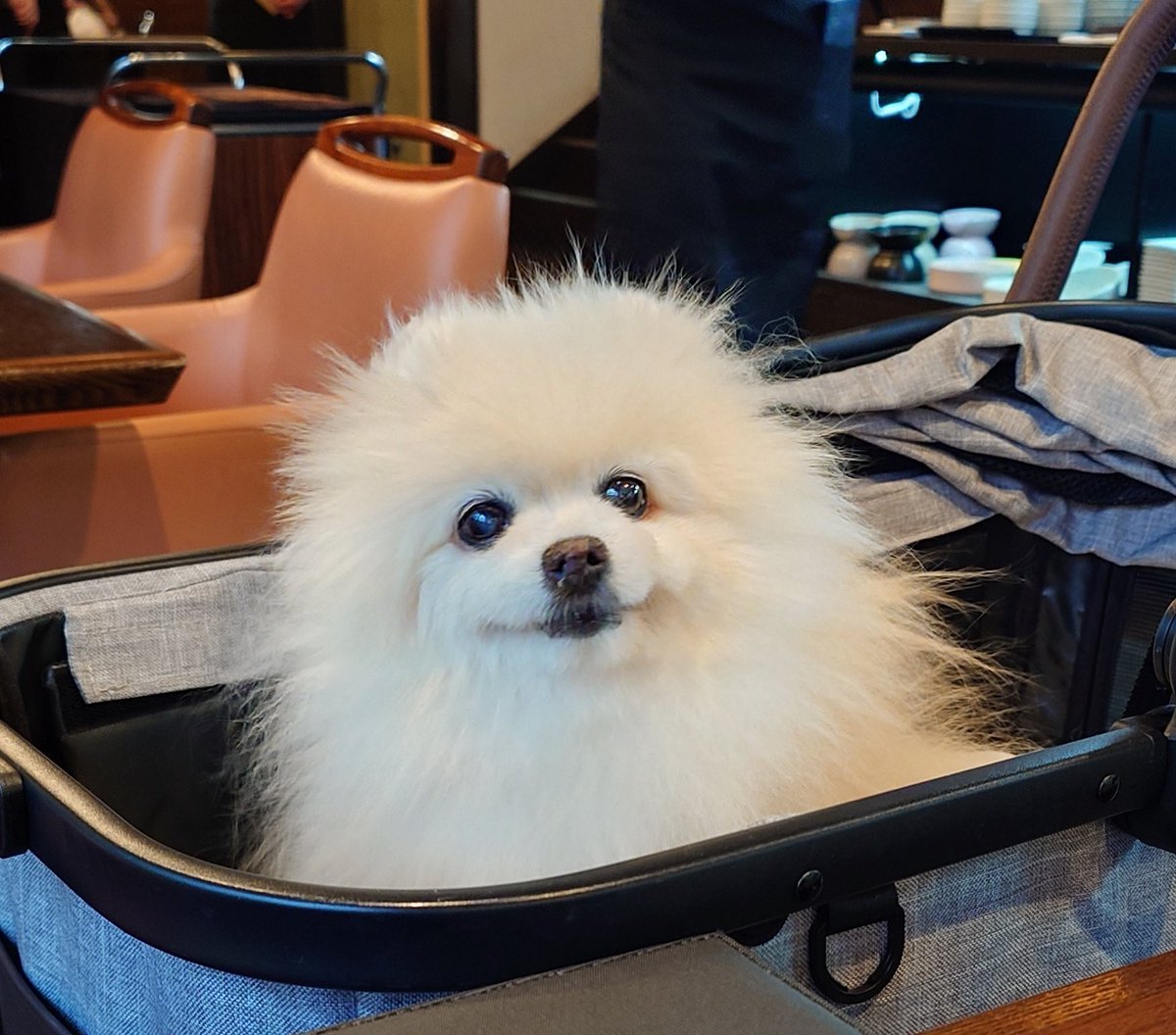 mablian's tweet photo. 伊豆高原day2
外出中もホテルのレストランでもずっとニコニコ笑顔☺のはな🐶

沢山「可愛い」って言われてとてもご機嫌で、どの写真を選ぶべきか迷いました😂
なんか若返っている16歳5ヶ月✨️
#ポメラニアン
#シニア犬
#犬好きさんと繋がりたい
#秘密結社老犬倶楽部 https://t.co/82Yrx38sic