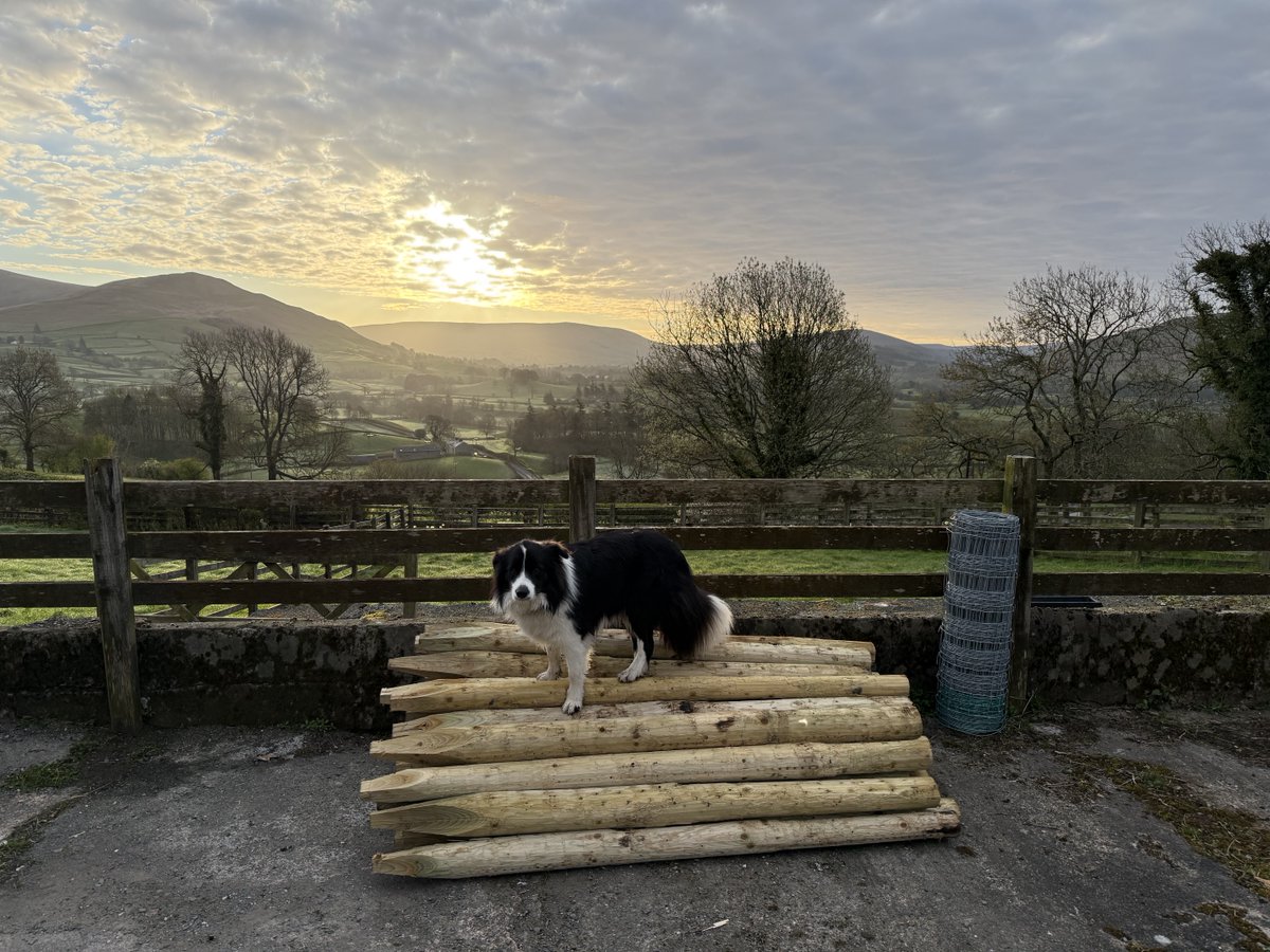 Alison O’Neill ~ Shepherdess tweet media