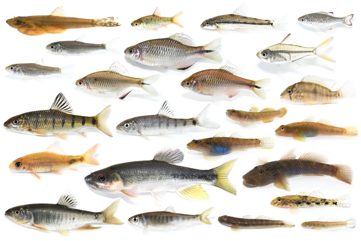 釜揚げしらす tweet media