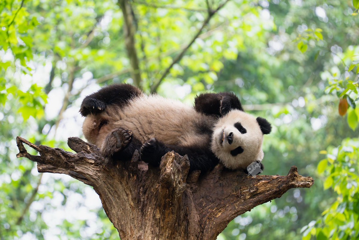 📸 260412 傲客（Ao Ke）

#傲客 #aoke #都江堰中华大熊猫苑