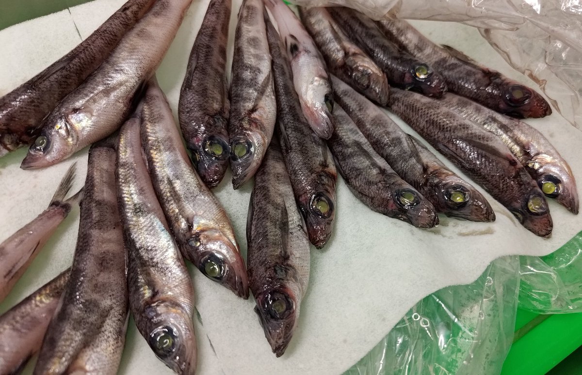 【干物と鮮魚】仙川町 伊藤食品𝕏 tweet media