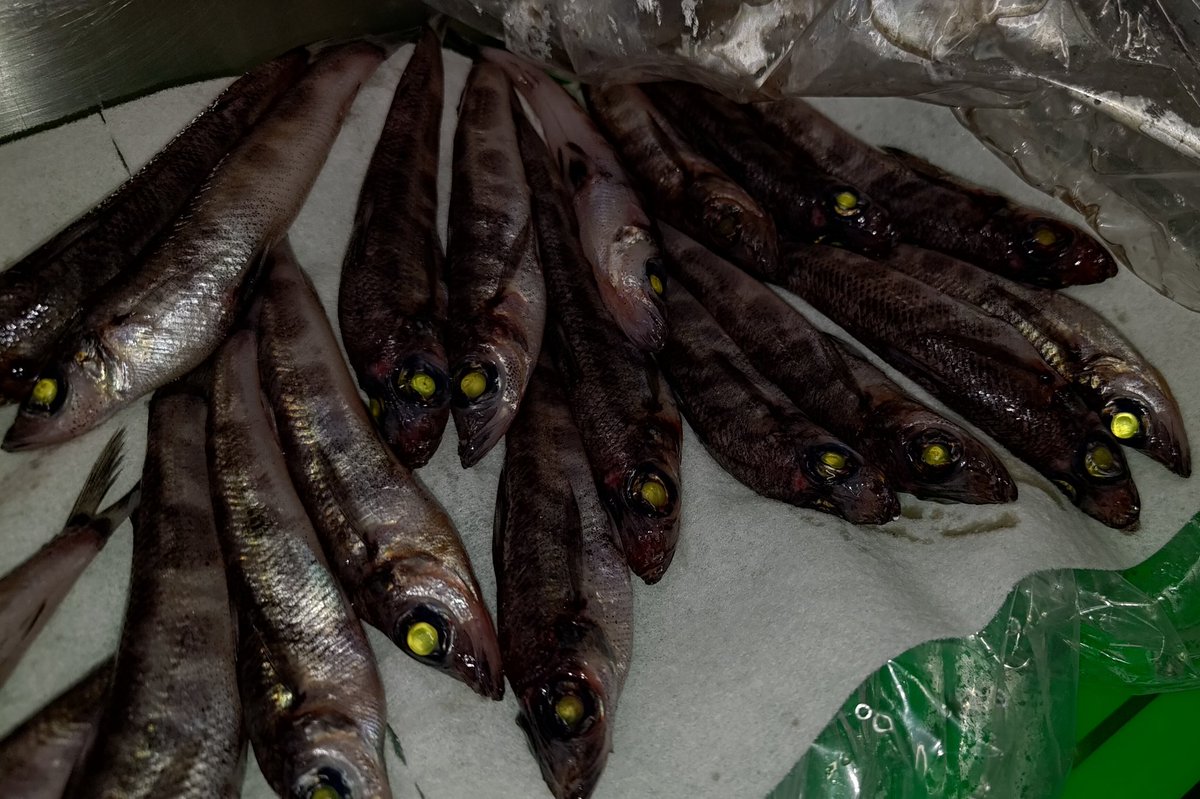 【干物と鮮魚】仙川町 伊藤食品𝕏 tweet media