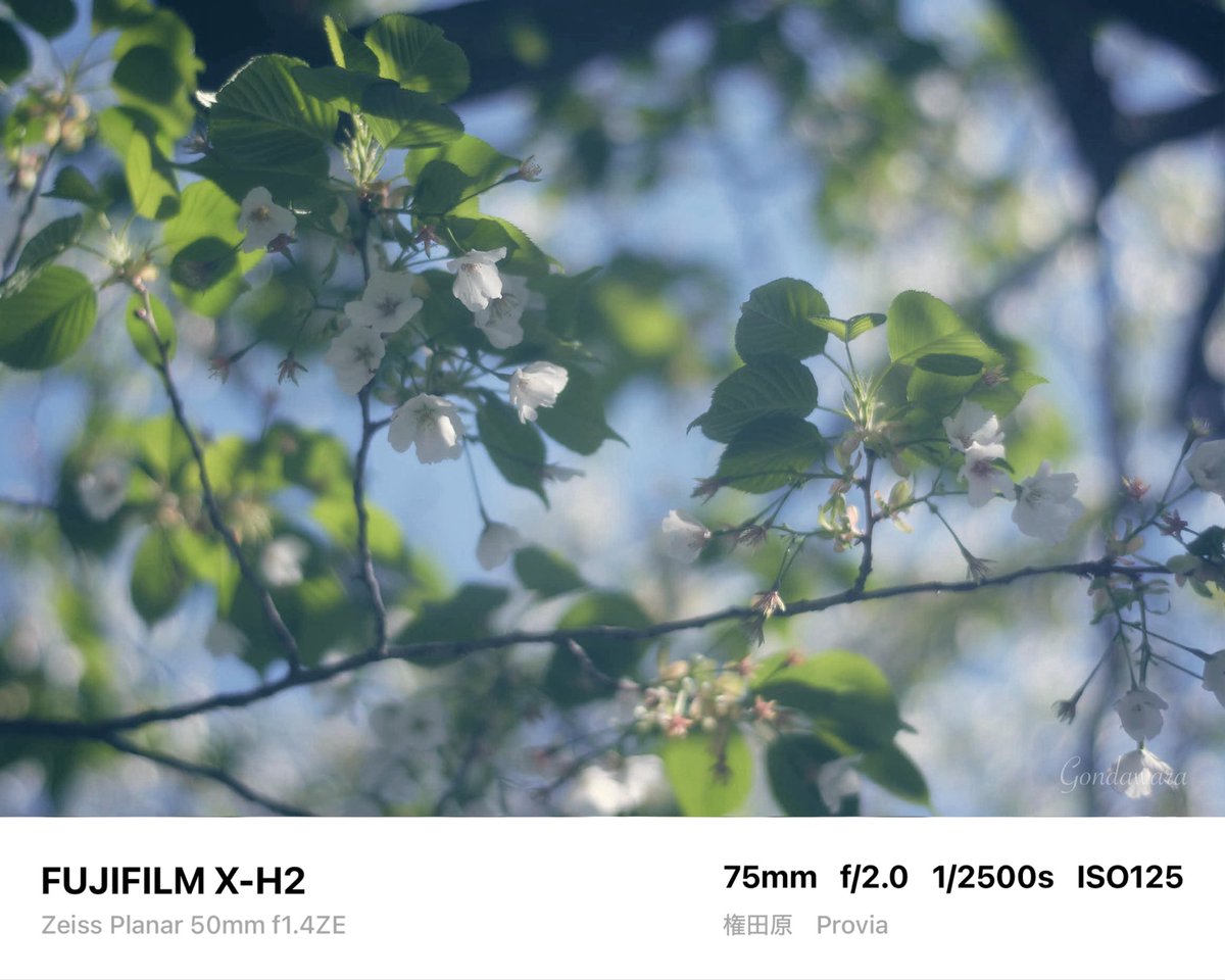 loqg78's tweet image. 目が疲れた💻(΄👁️◞౪◟👁️｀)ｽｩｰ

#fujifilm_xseries #XH2 #Zeiss #Planar50ZE #ノスタルトーン