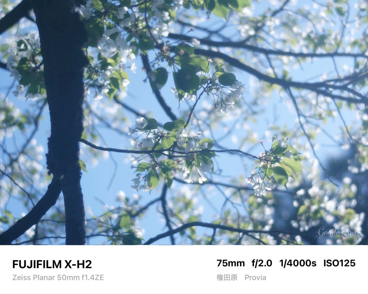 loqg78's tweet image. 目が疲れた💻(΄👁️◞౪◟👁️｀)ｽｩｰ

#fujifilm_xseries #XH2 #Zeiss #Planar50ZE #ノスタルトーン