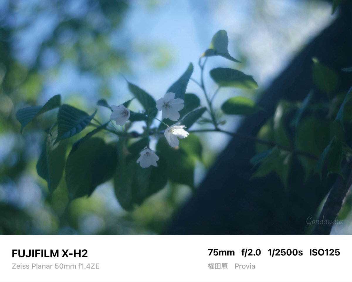 loqg78's tweet image. 目が疲れた💻(΄👁️◞౪◟👁️｀)ｽｩｰ

#fujifilm_xseries #XH2 #Zeiss #Planar50ZE #ノスタルトーン