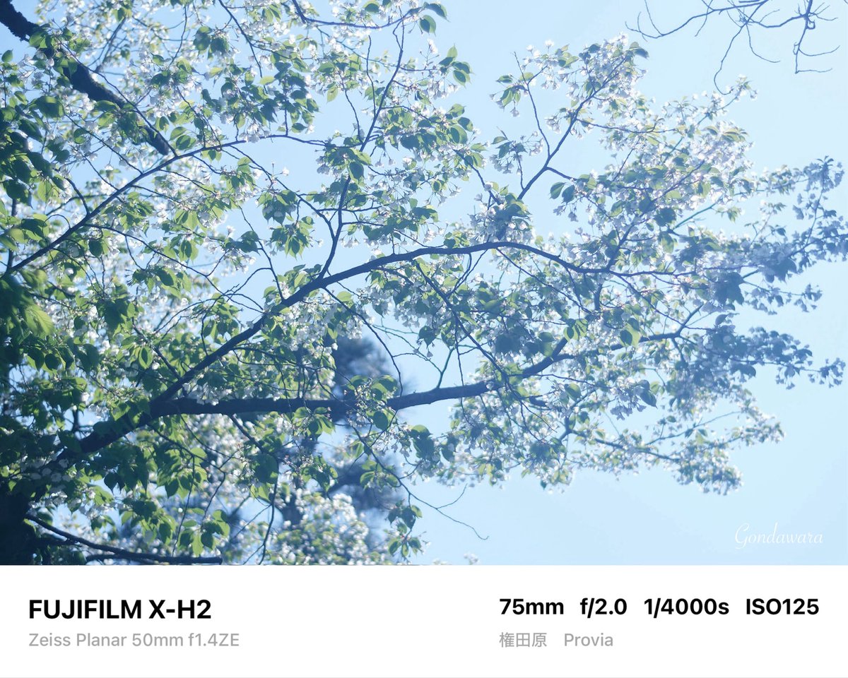 loqg78's tweet image. 目が疲れた💻(΄👁️◞౪◟👁️｀)ｽｩｰ

#fujifilm_xseries #XH2 #Zeiss #Planar50ZE #ノスタルトーン